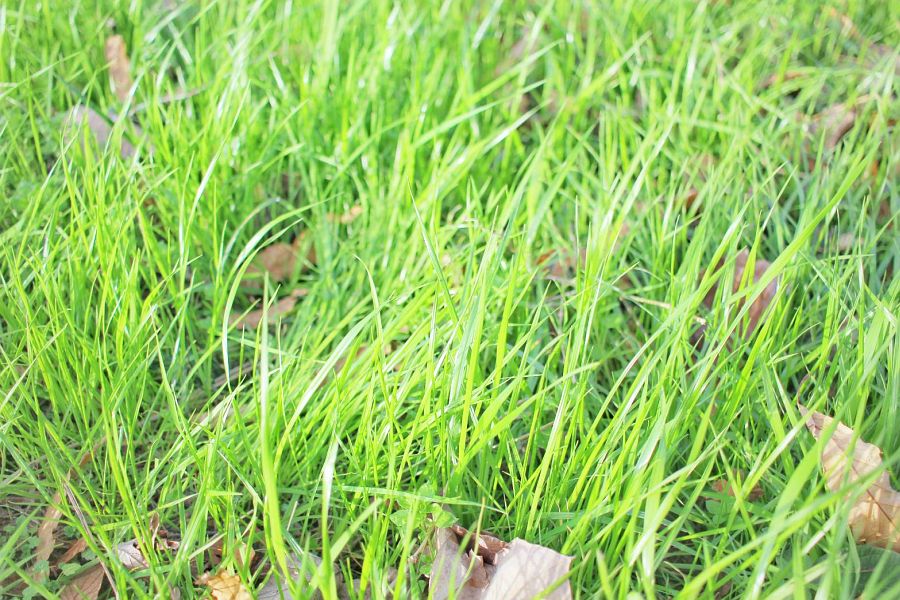 会場周辺の自然